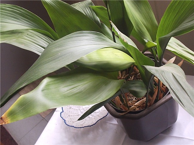 aspidistra